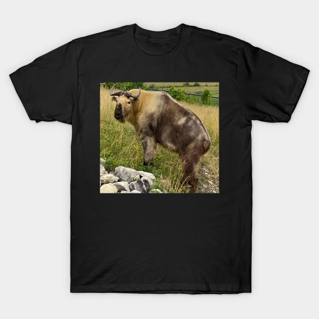 Are you Takin to me? T-Shirt by DentistArt2022